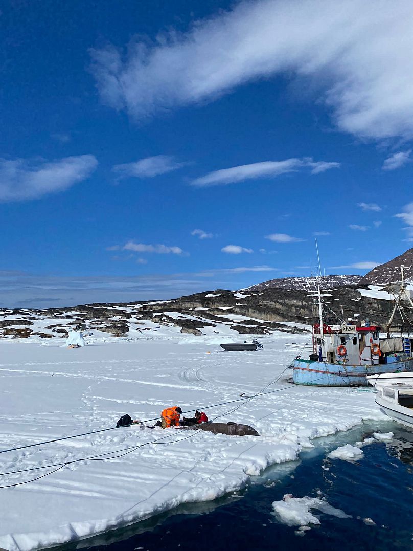 Le chercheur Ewan Camplisson et un collègue collectent des échantillons sur un requin au Groenland